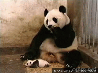 sneezing-baby-panda-o
